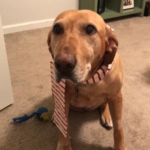 Brownie loves offers ❤️